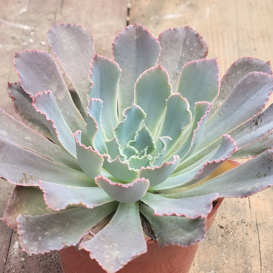 Echeveria 'Rompedores de neón'