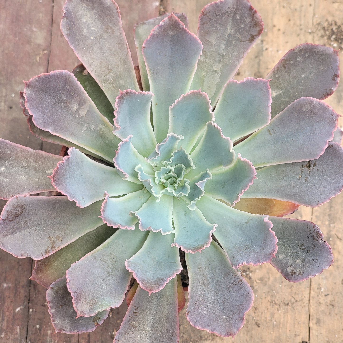 Echeveria 'Neon Breakers'