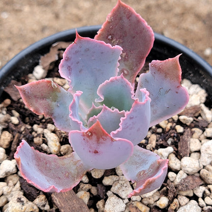 Echeveria 'Rompedores de neón'