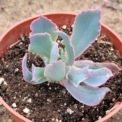 Echeveria 'Rompedores de neón'