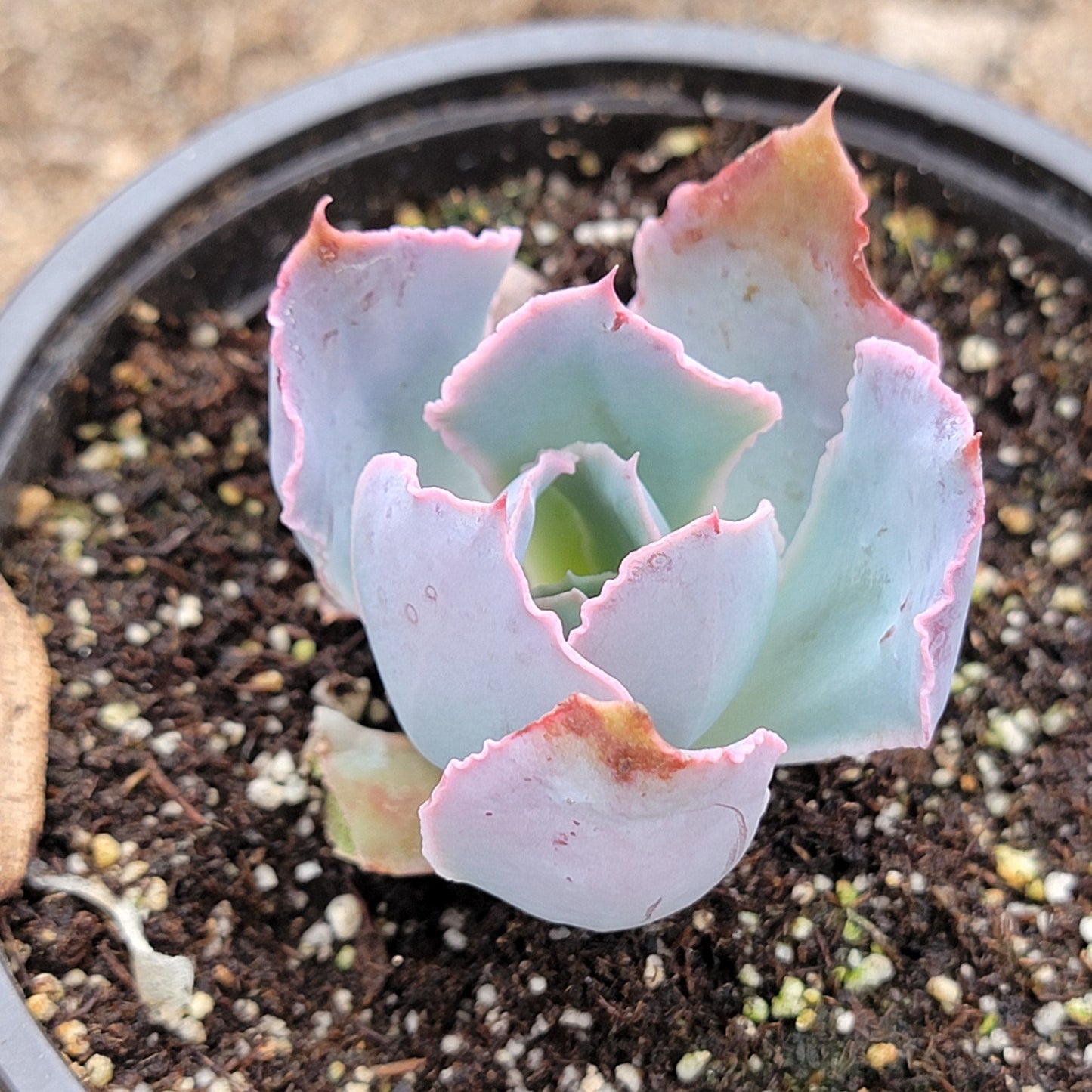 Echeveria 'Neon Breakers'