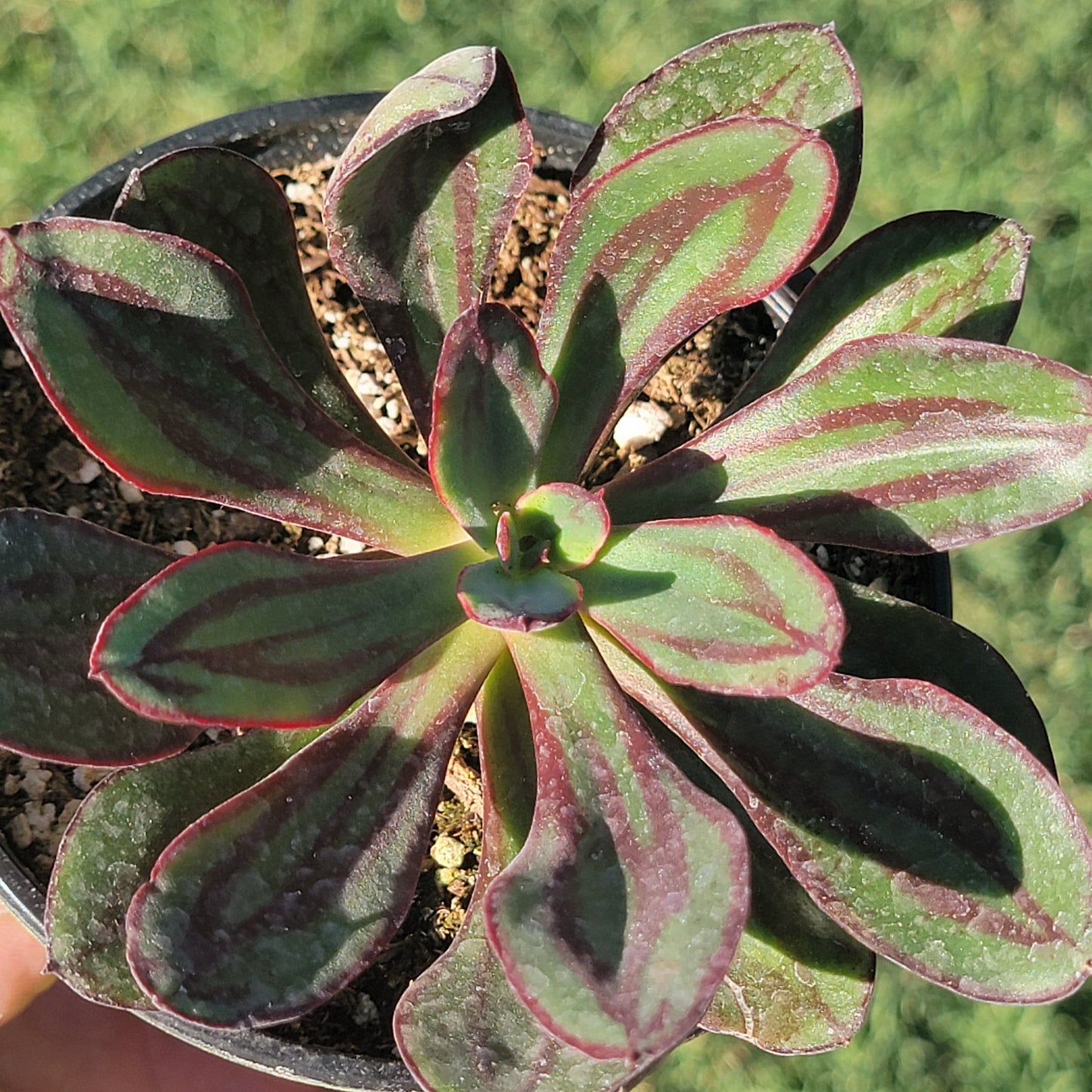 painted echeveria succulent Echeveria Nodulosa 'Painted Echeveria' – DesertScapeSucculent