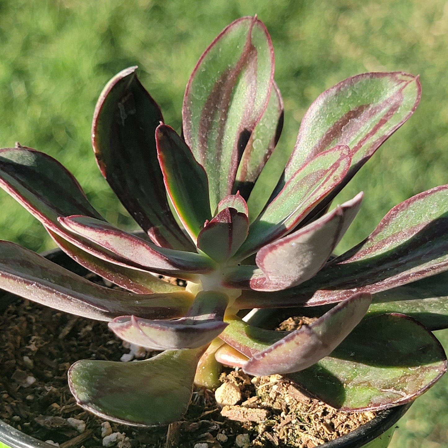 Echeveria Nodulosa 'Echeveria peinte'