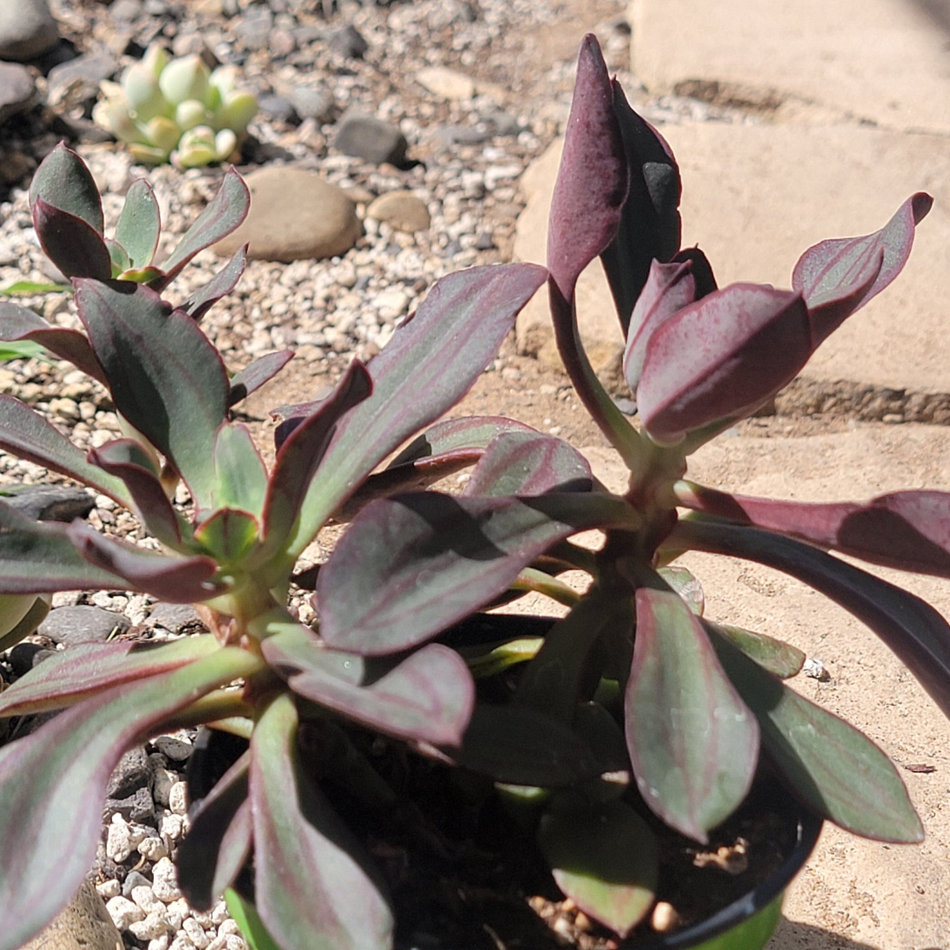 nodulosa succulent Echeveria Nodulosa ‘Painted Echeveria’
