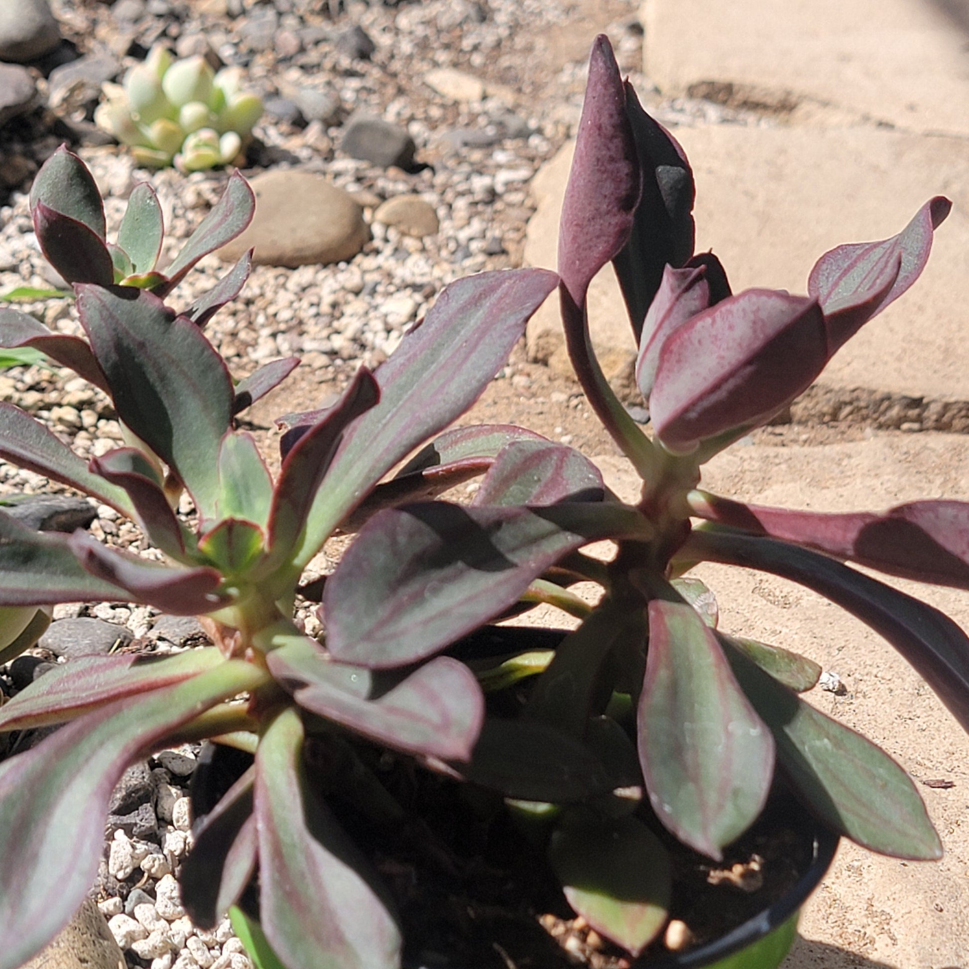 Echeveria Nodulosa ‘Painted Echeveria’ - 4 Inch Assorted Cluster - Succulent - DesertScapeSucculent
