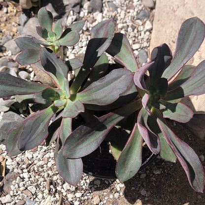 Echeveria Nodulosa 'Echeveria peinte'