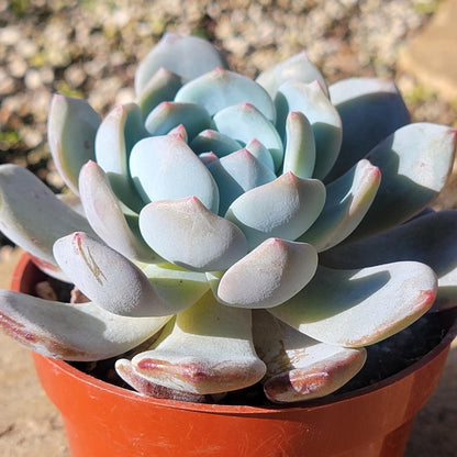 orange succulent Echeveria 'Orange Monroe'