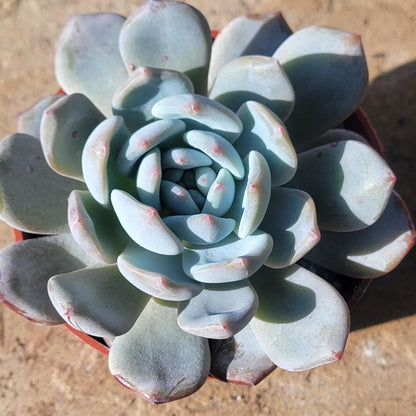 orange monroe succulent Echeveria 'Orange Monroe'