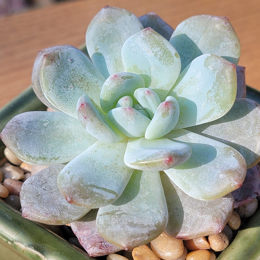 Echeveria 'Naranja Monroe'