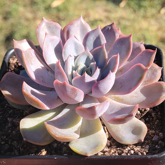 Echeveria 'Orion'