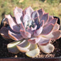 DesertScapeSucculent Succulent Single 6A Echeveria 'Orion'