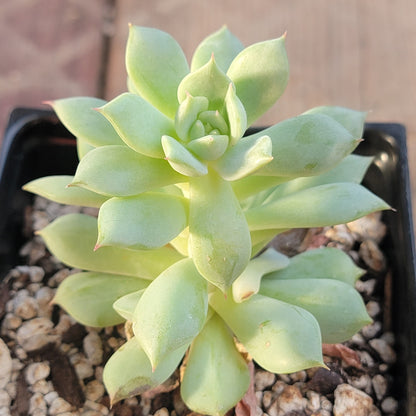 DesertScapeSucculent Succulent 4" Assorted Echeveria  'Painted Lady'