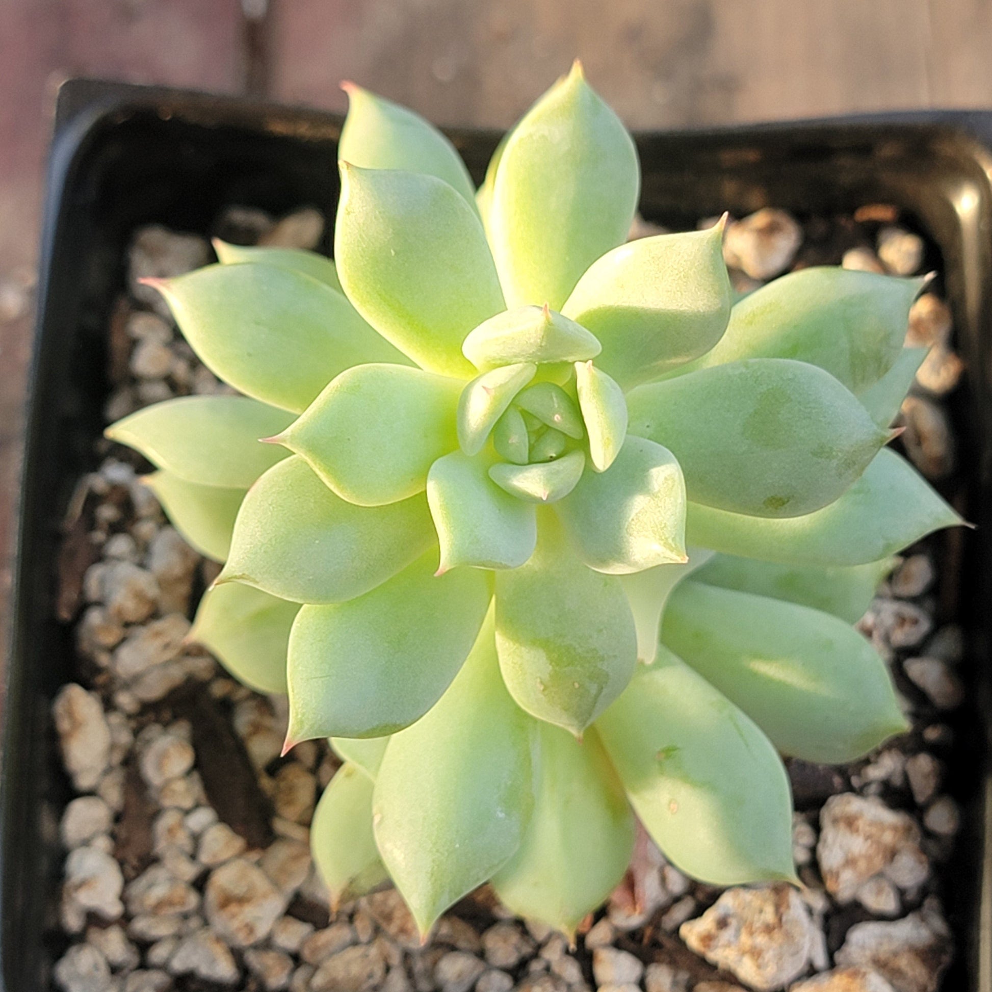 painted lady succulent plant Echeveria 'Painted Lady'