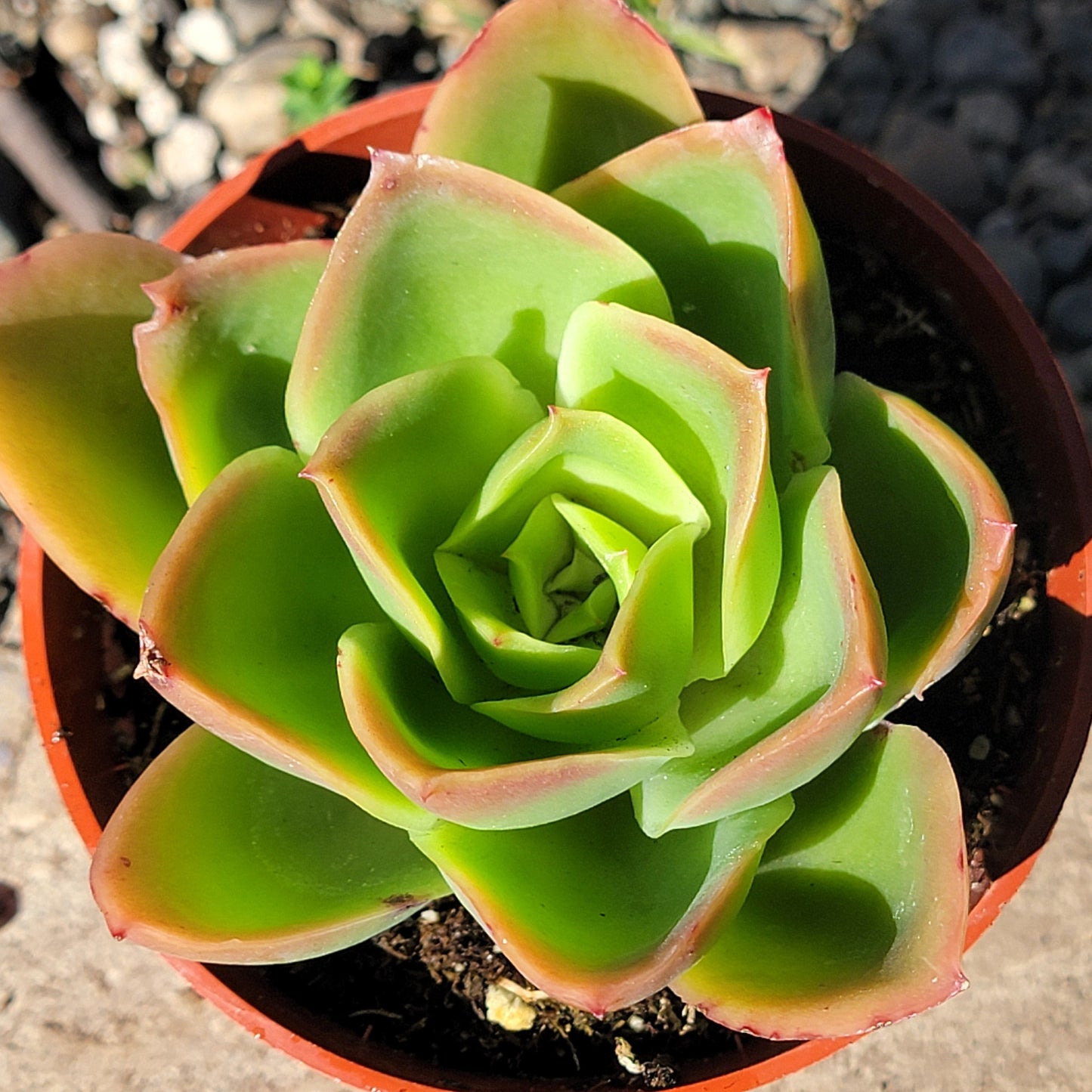 pallida succulent Echeveria 'Pallida' – DesertScapeSucculent