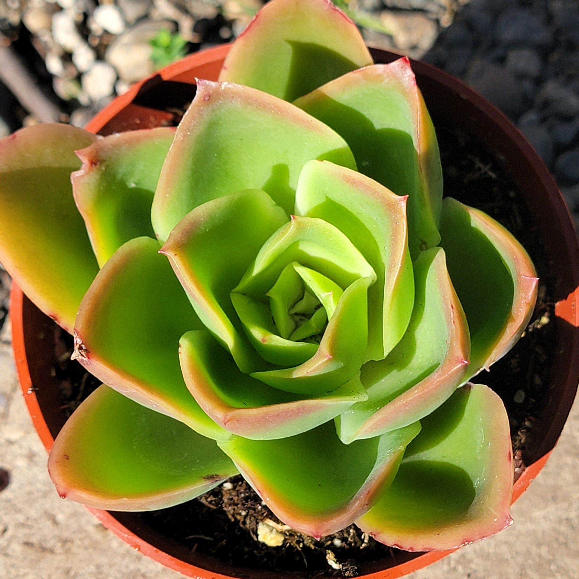 DesertScapeSucculent Succulent Echeveria 'Pallida'