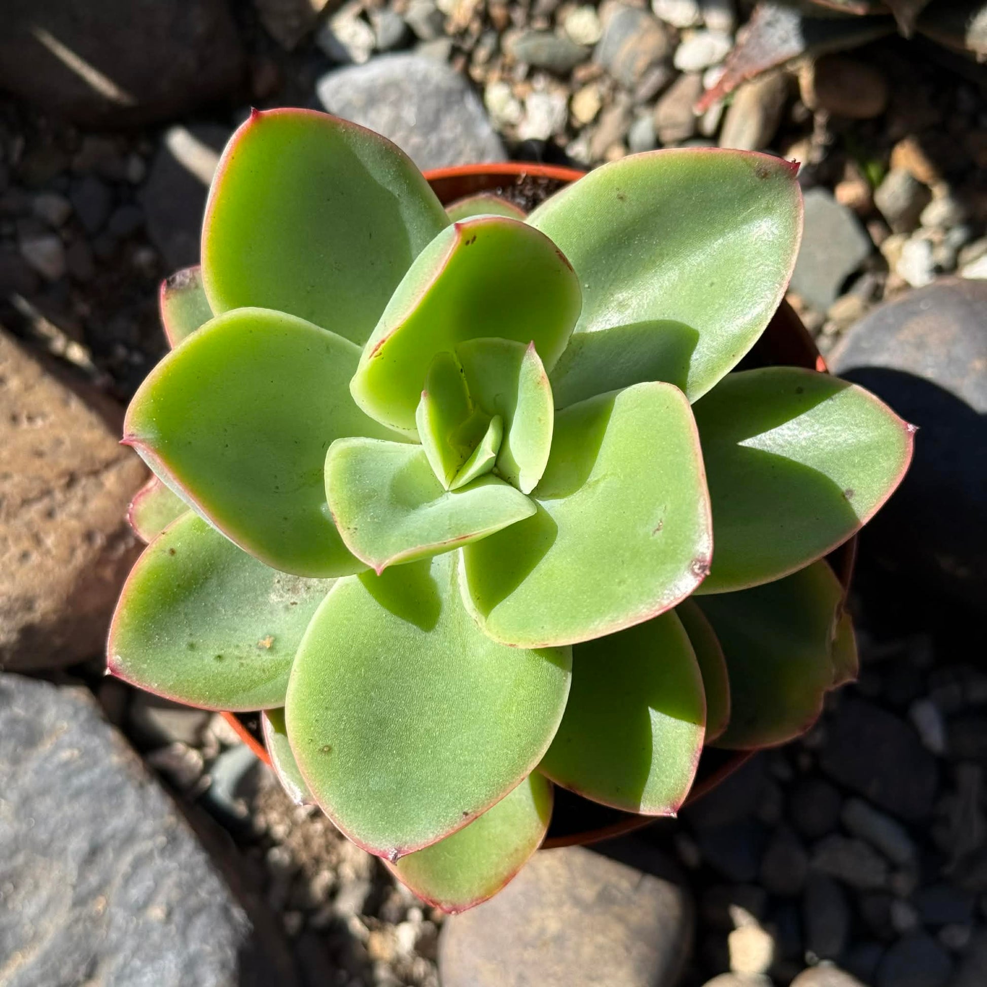 DesertScapeSucculent Succulent Echeveria 'Pallida'