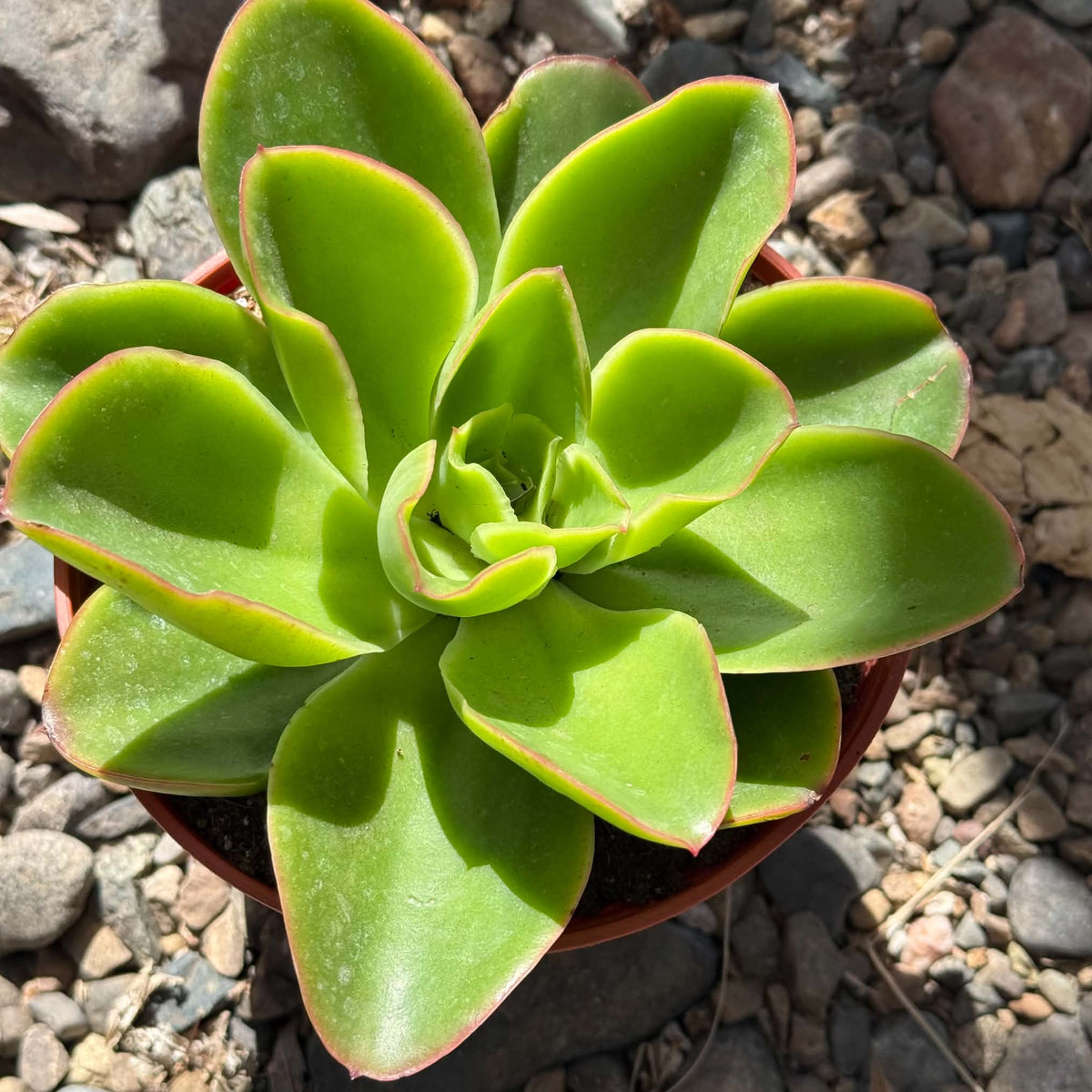 DesertScapeSucculent Succulent Echeveria 'Pallida'