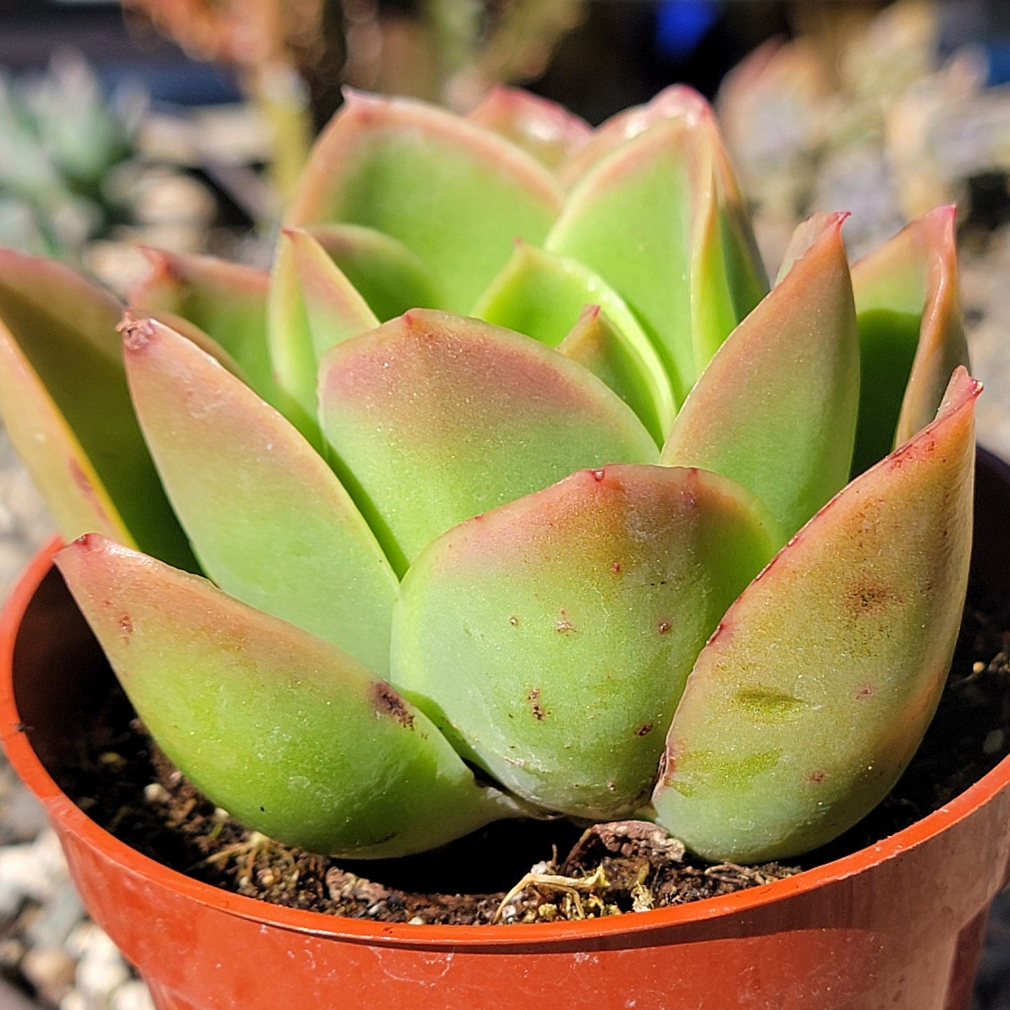 pallida succulent Echeveria 'Pallida' – DesertScapeSucculent