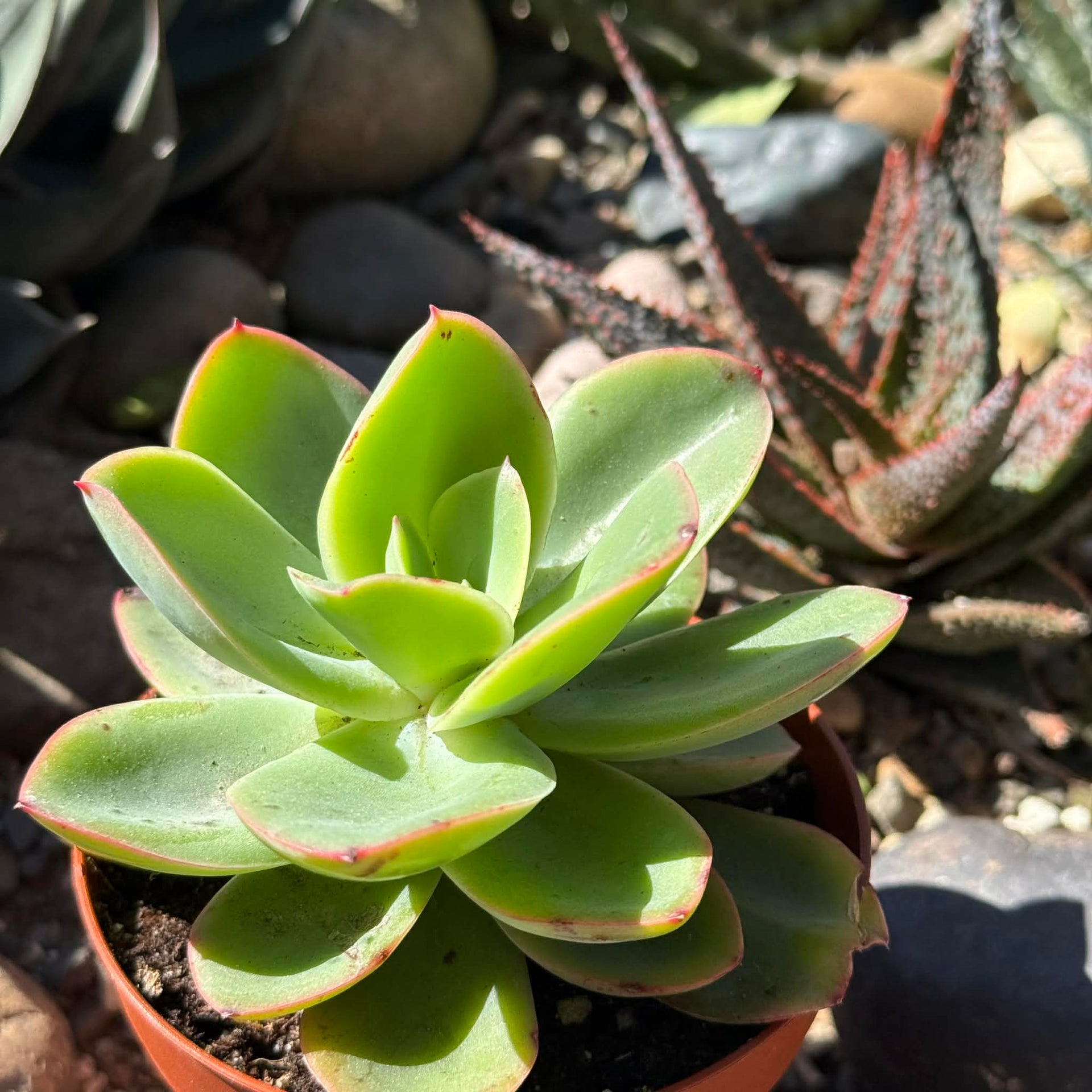 pallida succulent Echeveria 'Pallida'