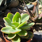 DesertScapeSucculent Succulent 4 Inch Assorted Echeveria 'Pallida'