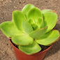 Echeveria 'Pallida' - 6 Inch Assorted - Succulent - DesertScapeSucculent