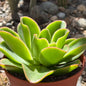 DesertScapeSucculent Succulent 6 Inch Assorted Echeveria 'Pallida'