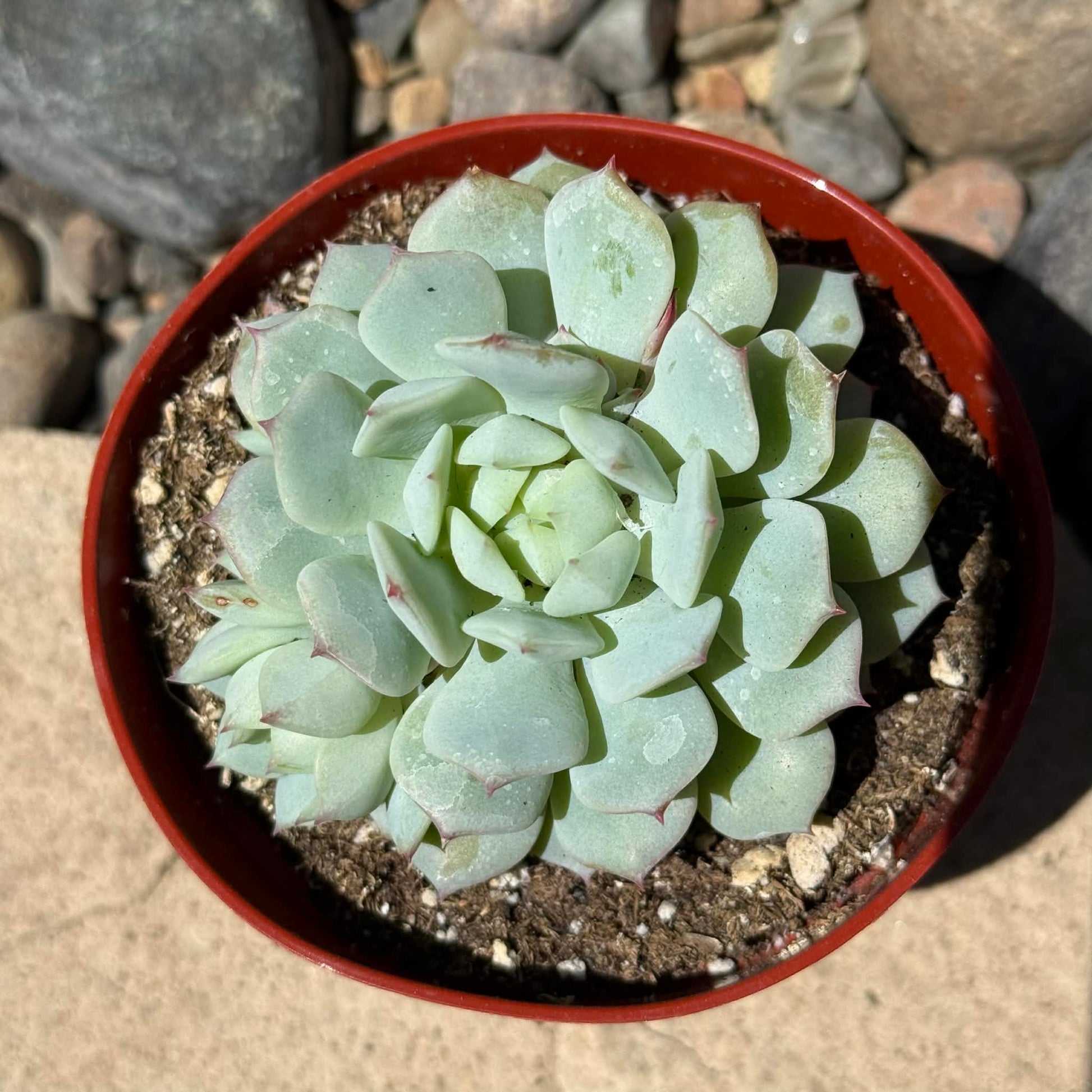 DesertScapeSucculent Succulent 4 Inch Echeveria paloma