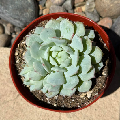 DesertScapeSucculent Succulent 4 Inch Echeveria paloma