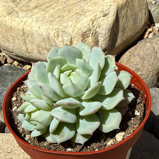 DesertScapeSucculent Succulent 4 Inch Echeveria paloma