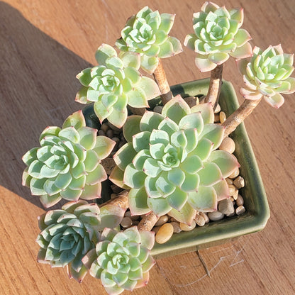 Grappe d'Echeveria 'Pensée' avec Cristata