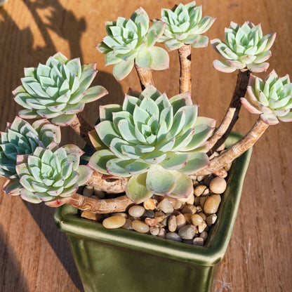 Grappe d'Echeveria 'Pensée' avec Cristata