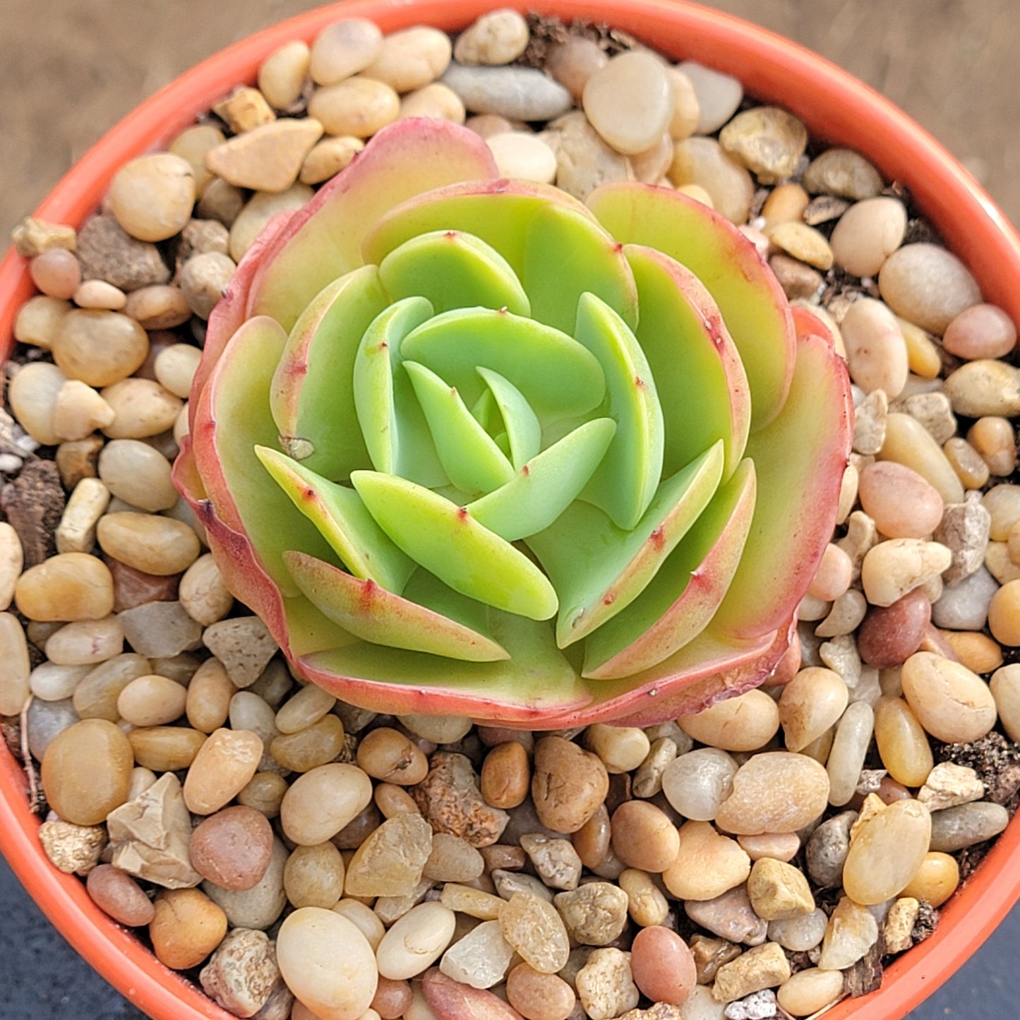 Echeveria 'Peach Pride' abigarrada