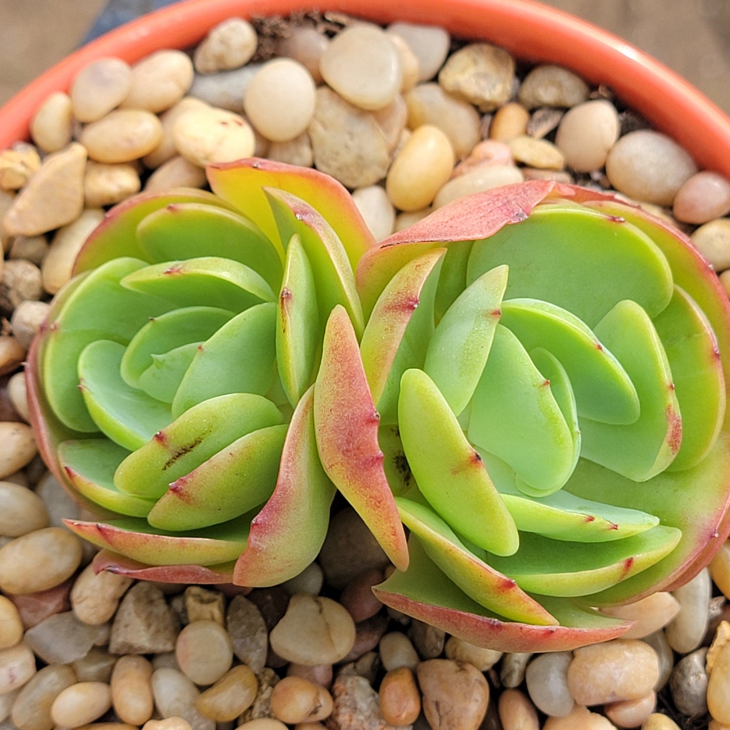 Echeveria 'Peach Pride' abigarrada