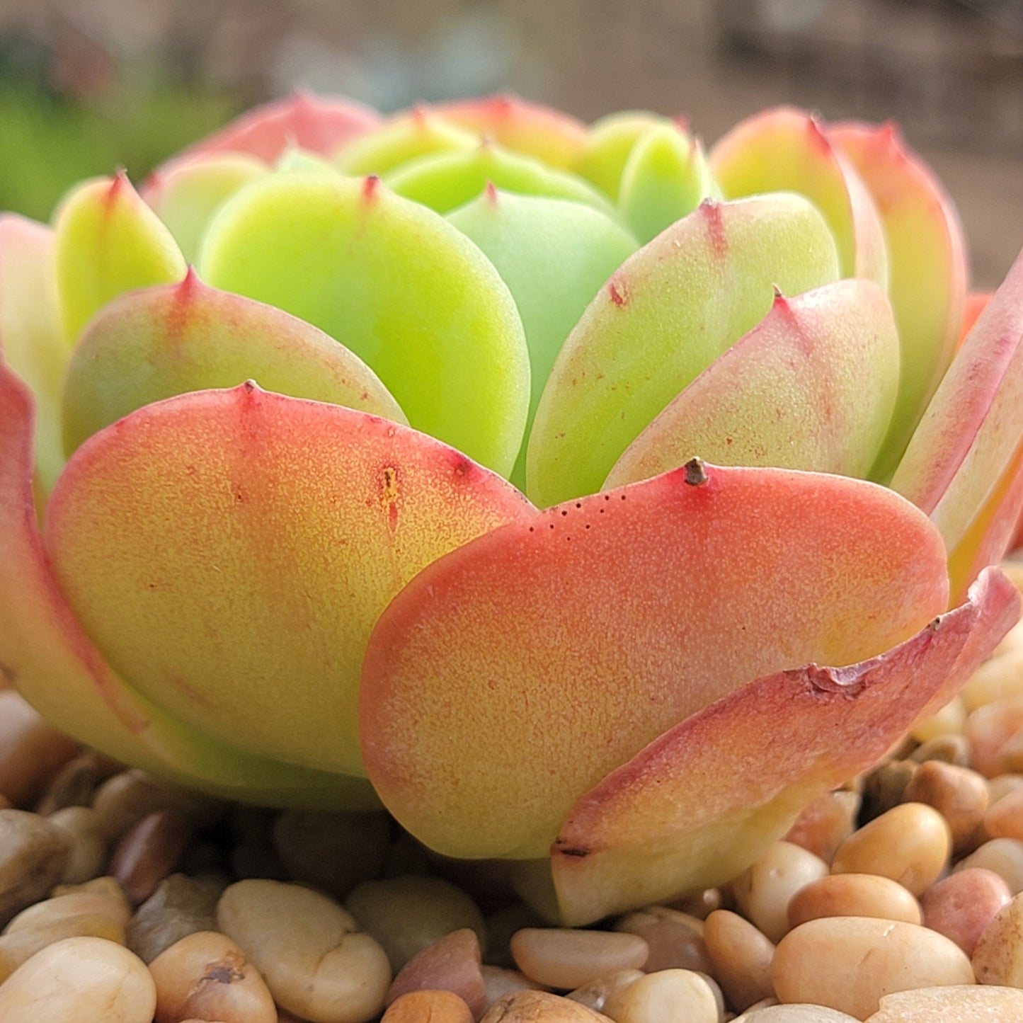 Echeveria 'Peach Pride'