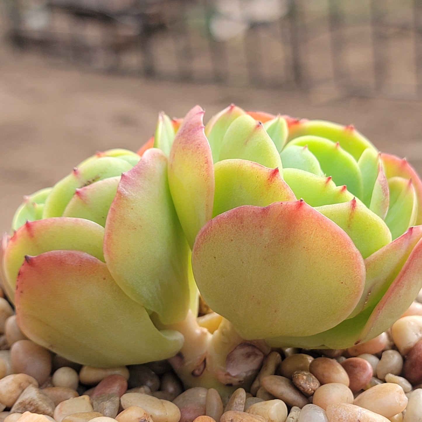 Echeveria 'Peach Pride' panachée