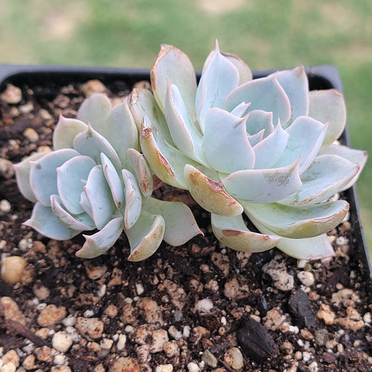 Clúster de Echeveria 'Peacockii'