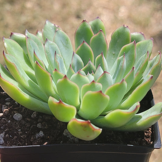 Echeveria 'Pelusida'