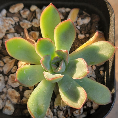 Echeveria 'Pelusida'