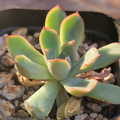 Echeveria 'Pelusida'