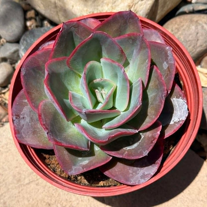 DesertScapeSucculent Succulent 6 Inch Echeveria 'Pelusida Gigantea'