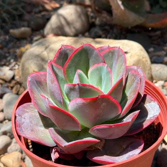 DesertScapeSucculent Succulent 6 Inch Echeveria 'Pelusida Gigantea'