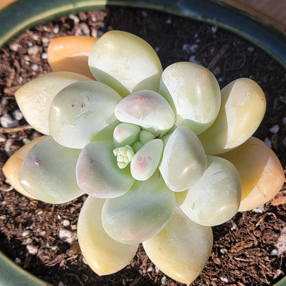 Echeveria 'Perfume'