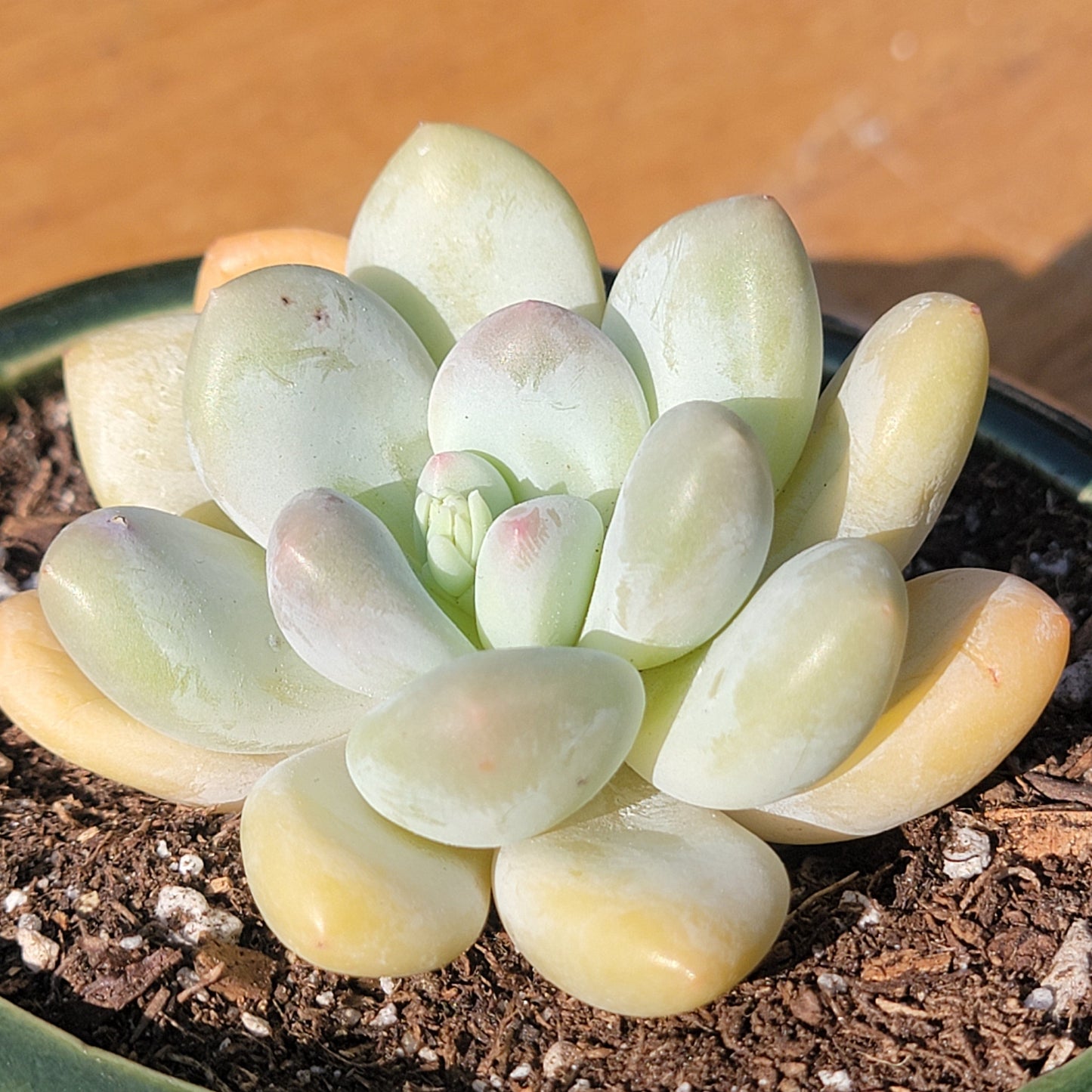 Echeveria 'Perfume'