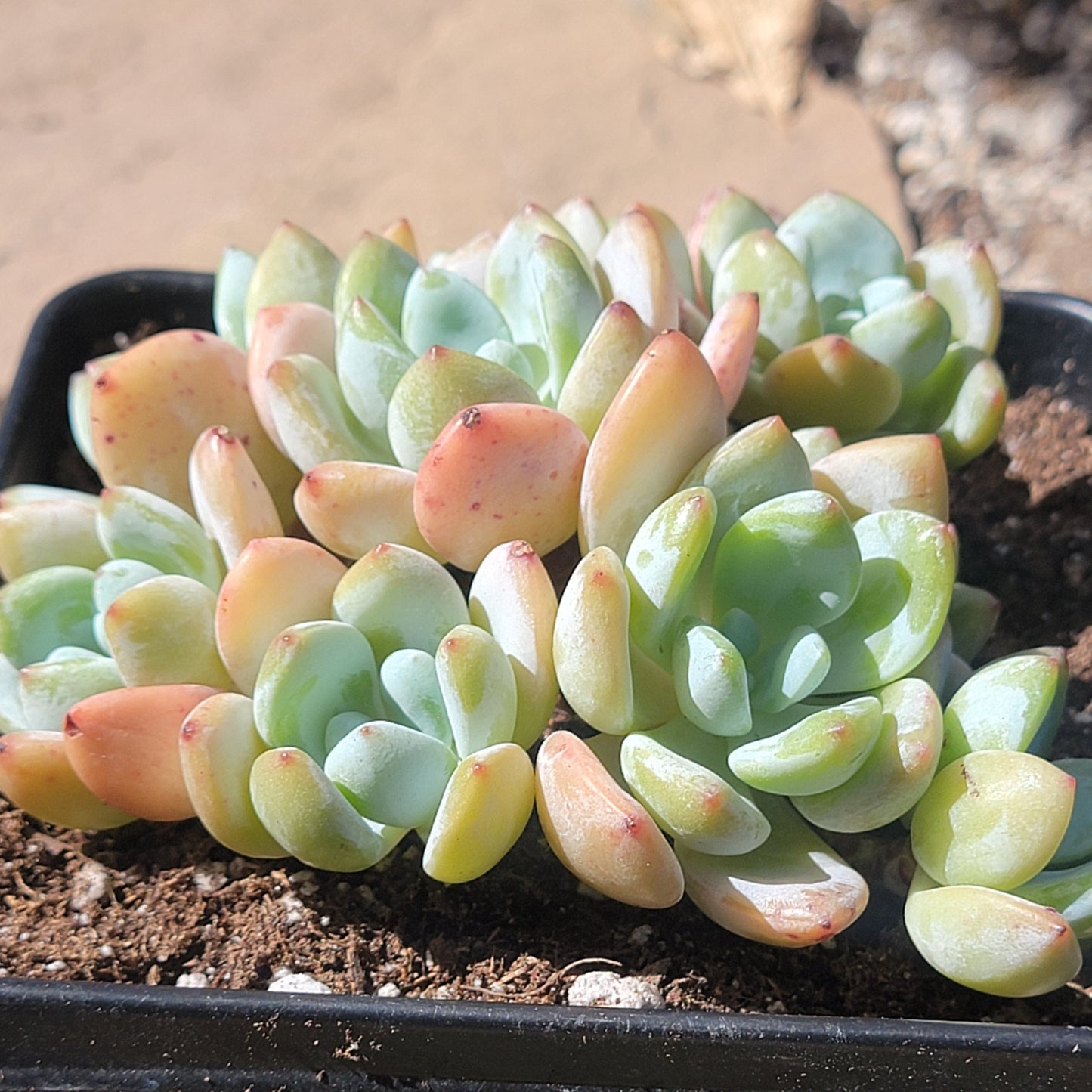 Echeveria 'Perfume'