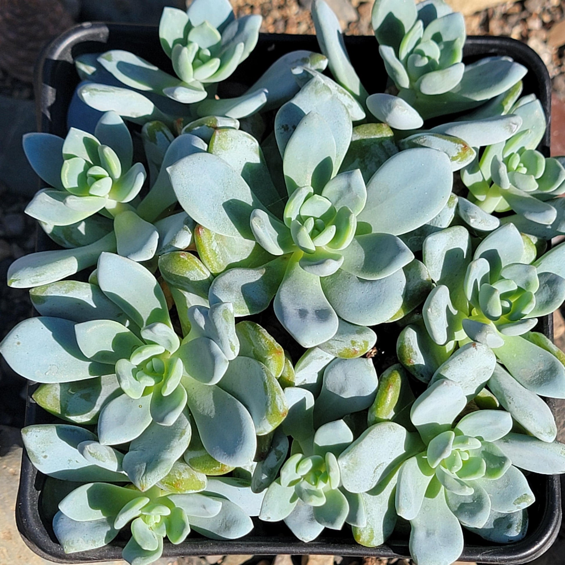 DesertScapeSucculent Succulent 6" Cluster Assorted Echeveria 'Perfume'