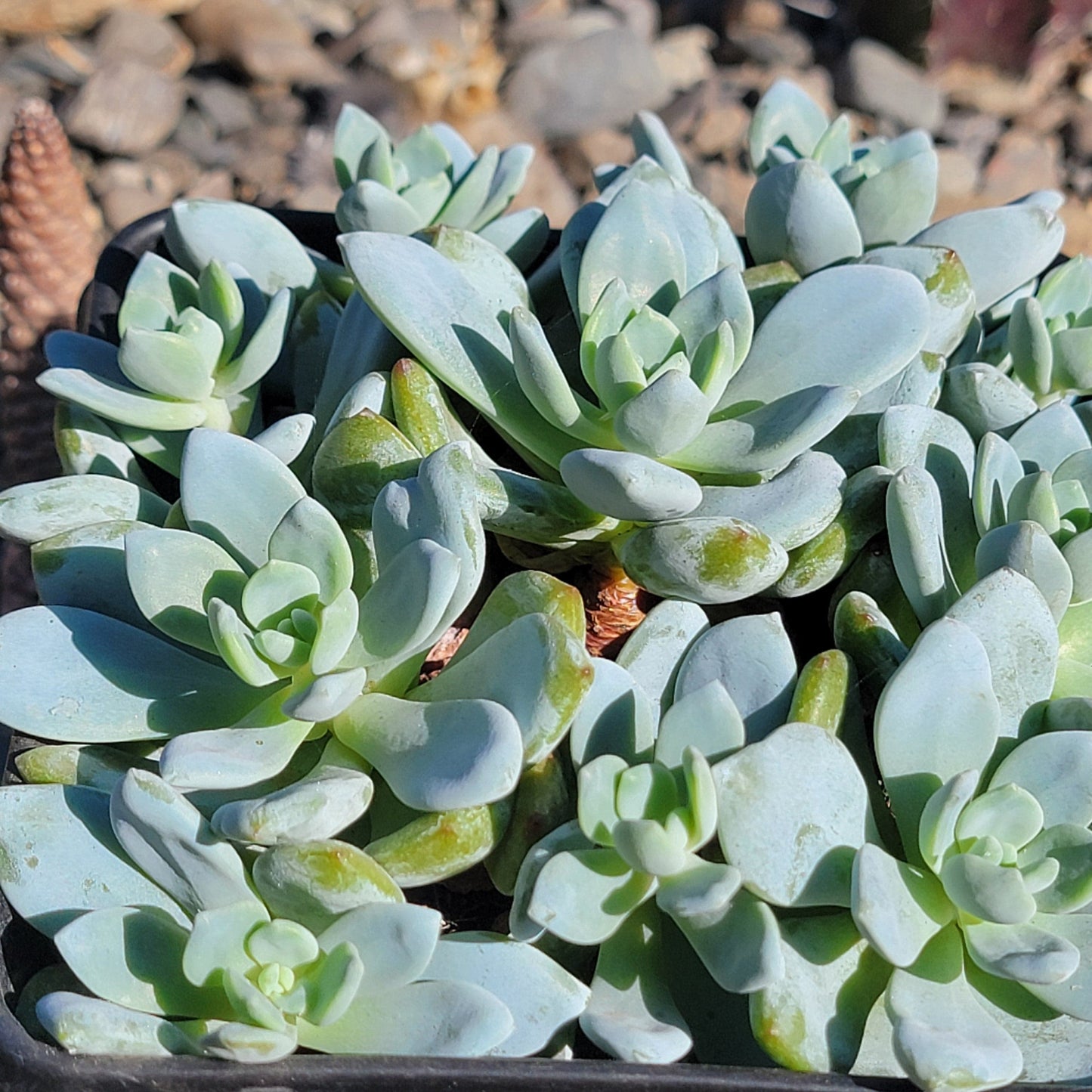 DesertScapeSucculent Succulent 6" Cluster Assorted Echeveria 'Perfume'