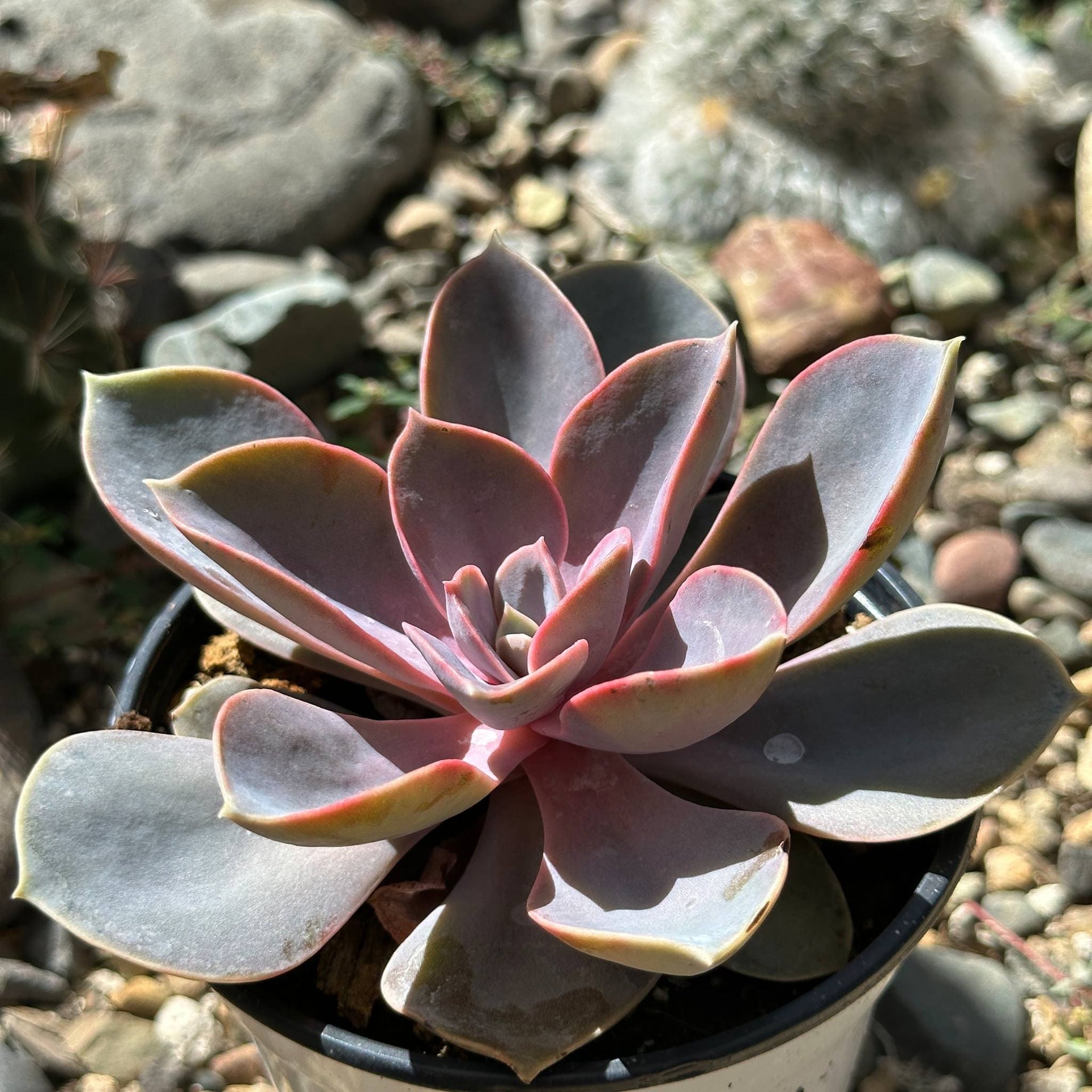 perle von nurnberg succulent Echeveria 'Perle Von Nurnberg' – DesertScapeSucculent