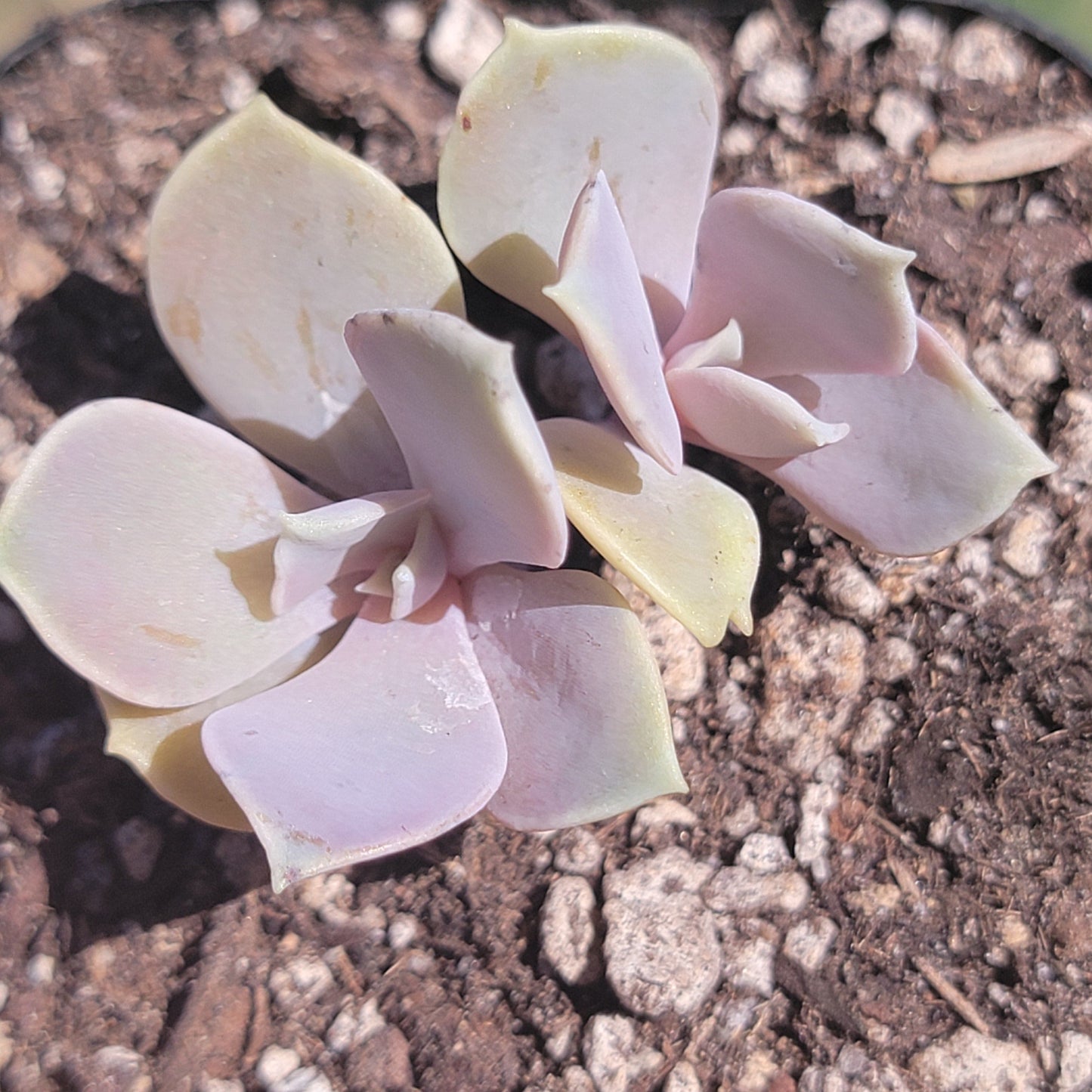 Echeveria 'Perle Von Nuremberg'