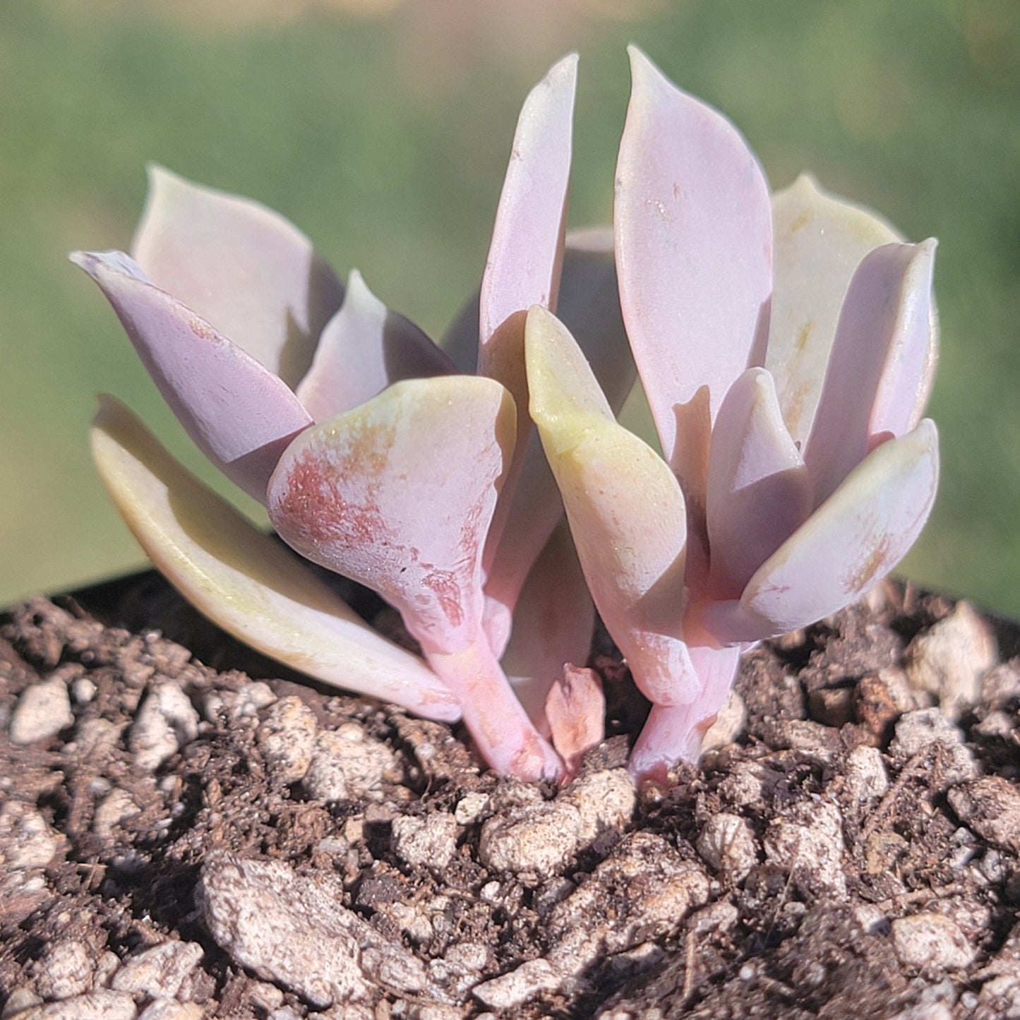 Echeveria 'Perle Von Nurnberg'