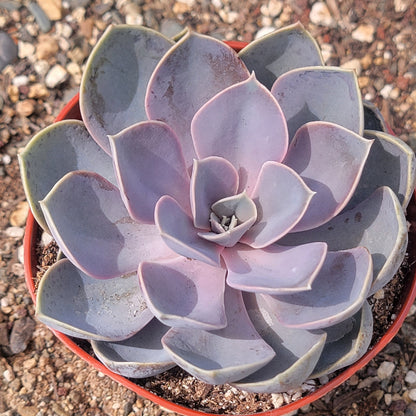 Echeveria 'Perle Von Nurnberg'